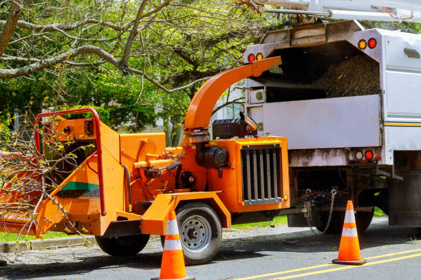 The Steps Involved in Our Tree Care Process in Vado, NM